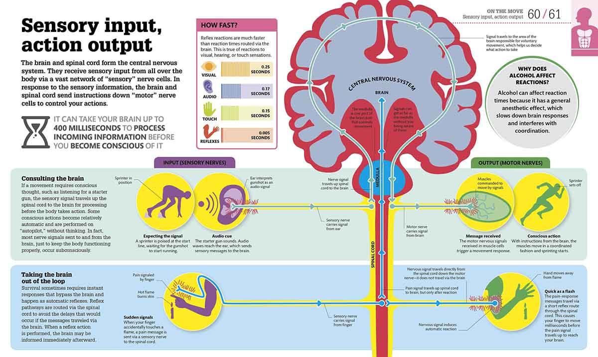 How The Body Works