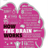 How The Brain Works