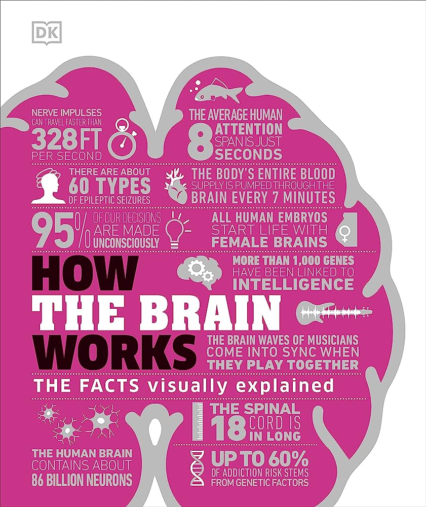 How The Brain Works